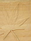 maple leaf